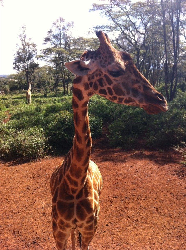 Giraff - up, close and personal :-)