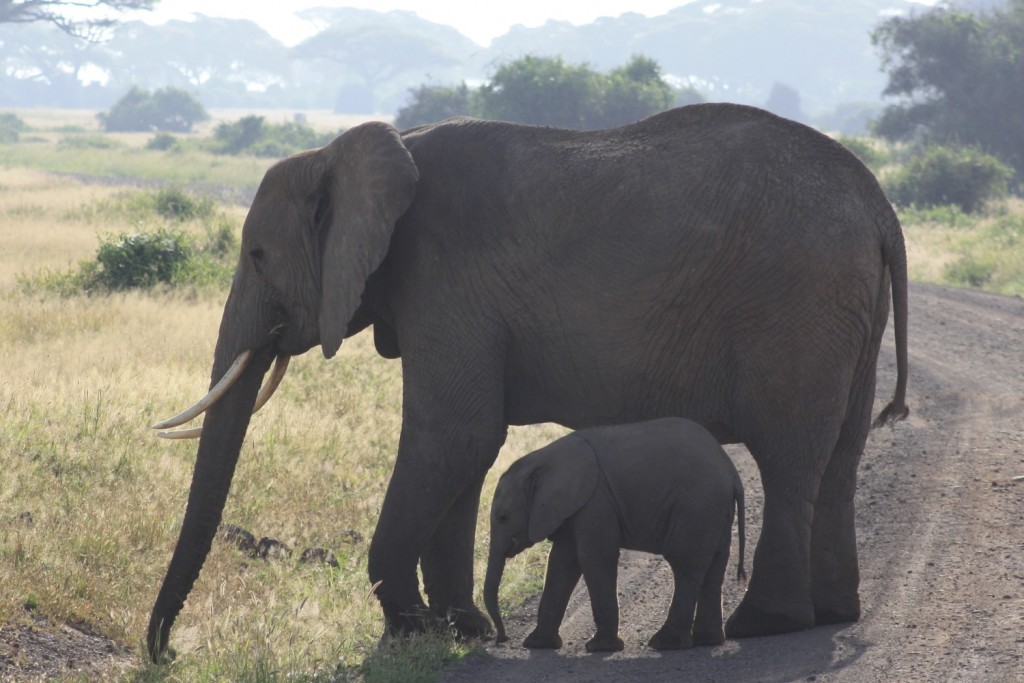 Elefant Crossing 1