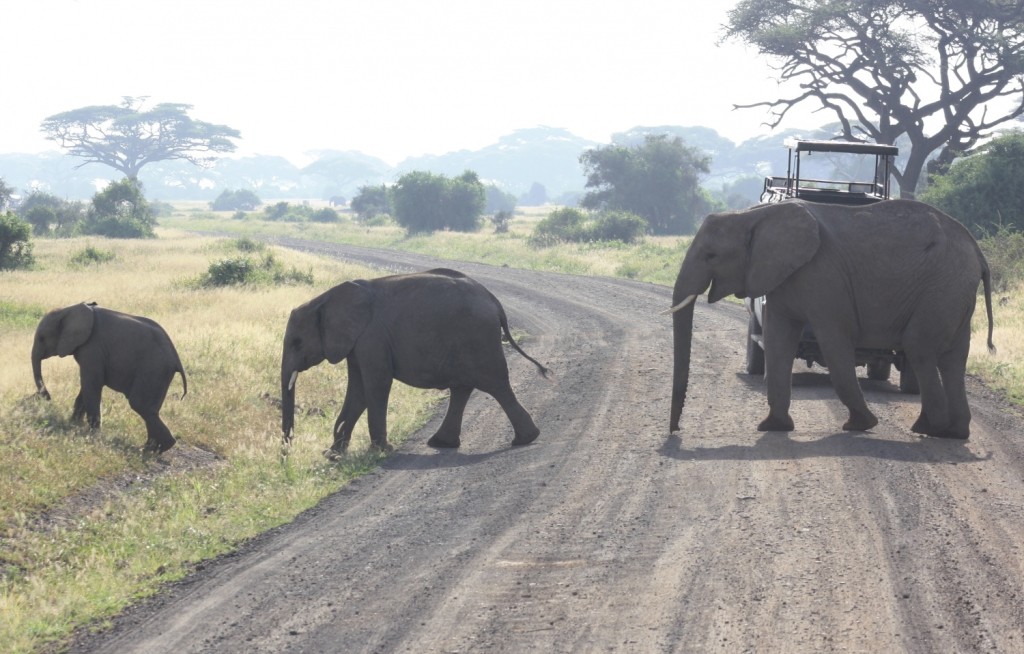 Elefant Crossing 2