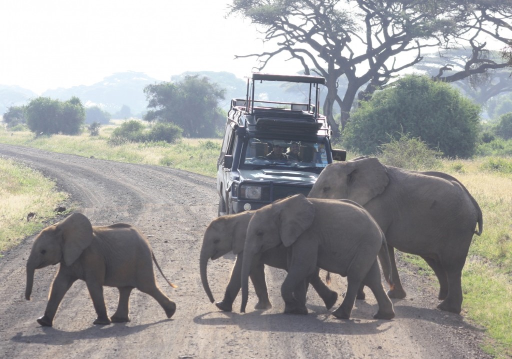 Elefant Crossing 3