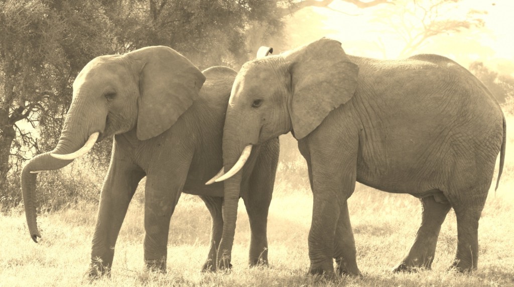 Elefant Crossing 6