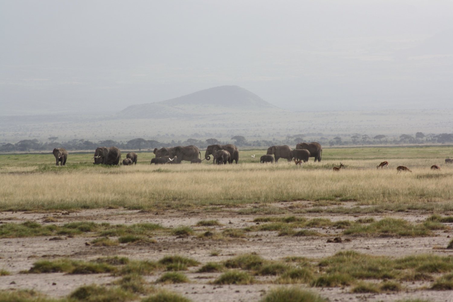 Elefanter med Kilimanjaro i bakrgrunnen