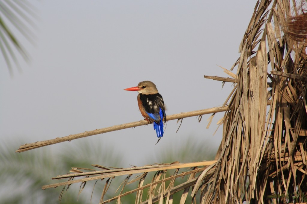 Fugl med uvisst navn i Amboseli 