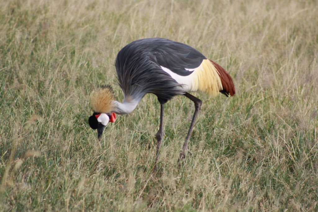 Gråkronetrane i Amboseli