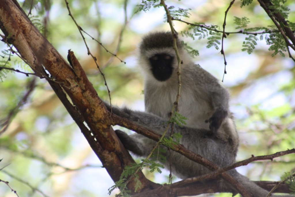 Vervet ape på Chui Lodge, Naivasha